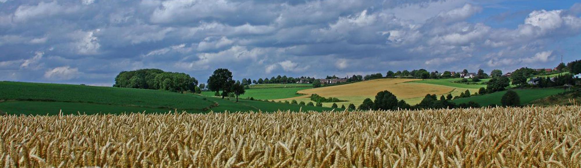 Zicht over een graanveld en op de achtergrond het heuvelland bij Simpelveld