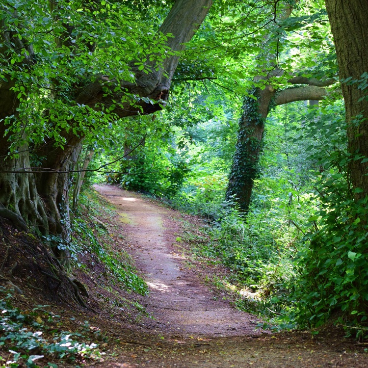 Een bospad omringd door groene bomen en stuiken in het Hellingbos in Simpelveld